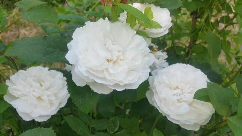 20170601_170718 - Trandafiri 2017