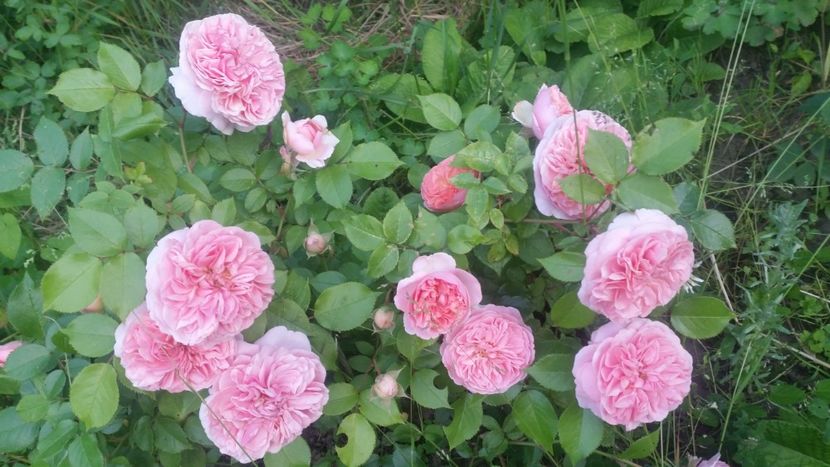 20170604_204432 - Trandafiri 2017