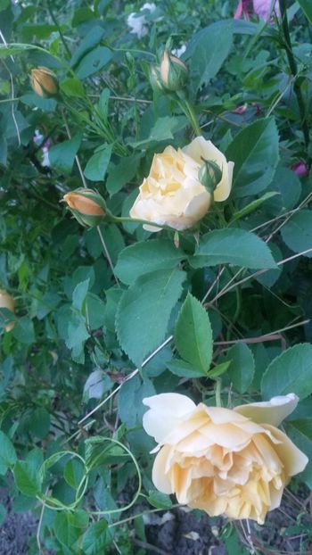 20170604_204529 - Trandafiri 2017