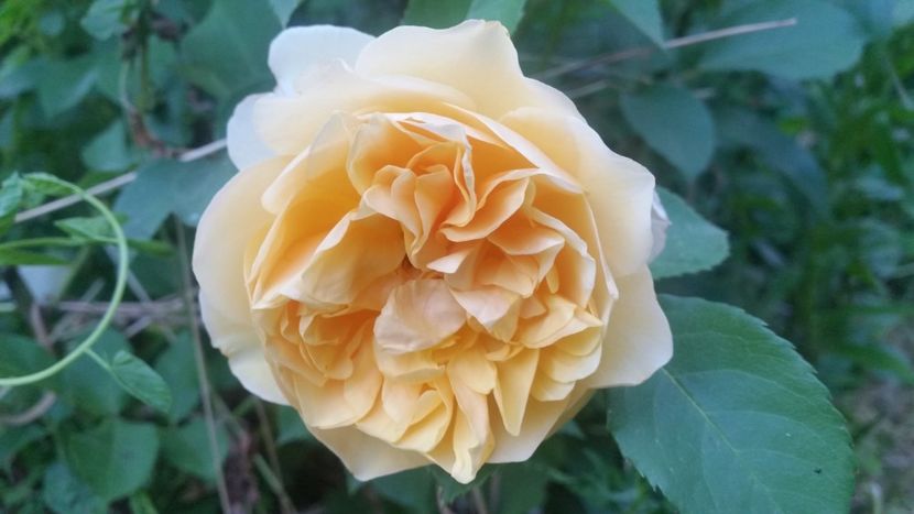 20170604_204535 - Trandafiri 2017