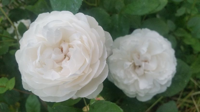 20170604_204556 - Trandafiri 2017