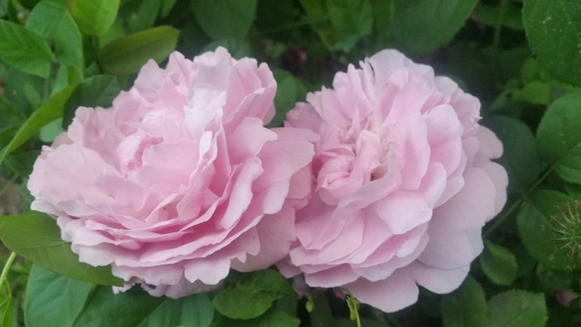 20170604_204606 - Trandafiri 2017