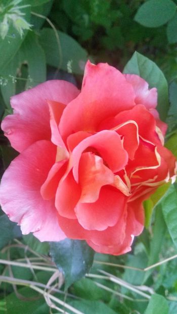 20170604_204644 - Trandafiri 2017