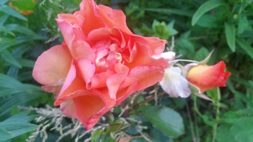 20170604_204900 - Trandafiri 2017