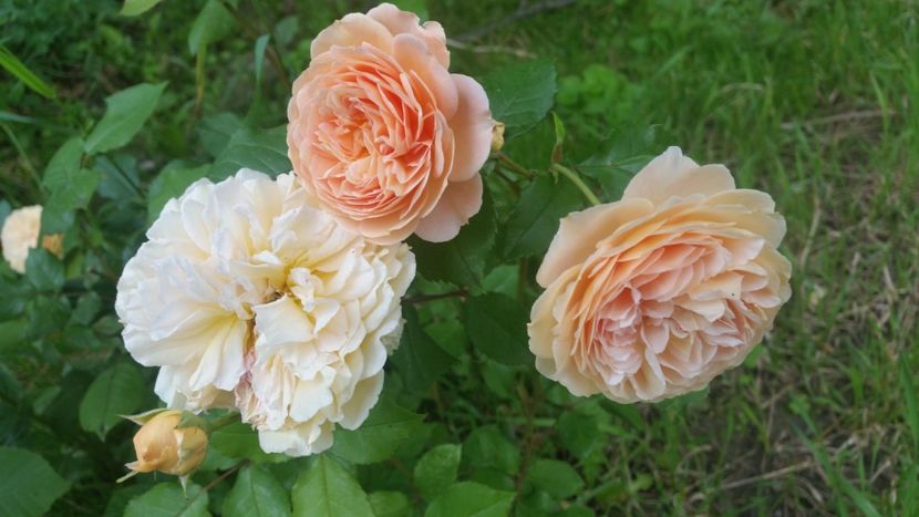 20170607_182843 - Trandafiri 2017