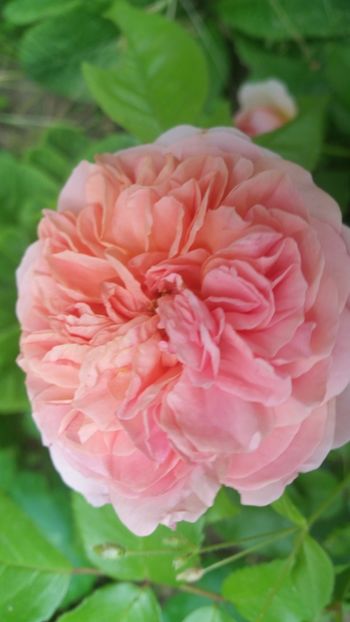 20170607_182932 - Trandafiri 2017