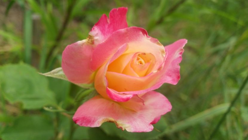 20170607_183054_000 - Trandafiri 2017