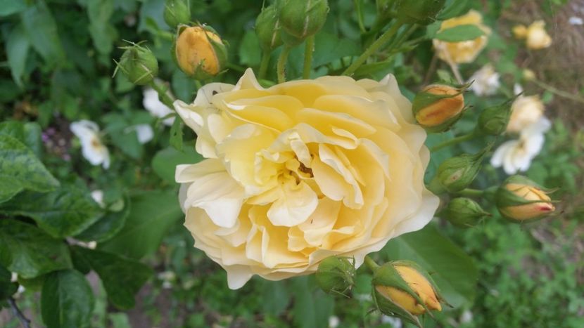 20170607_183121 - Trandafiri 2017