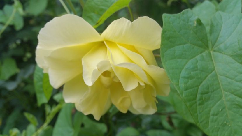 20170607_183134 - Trandafiri 2017