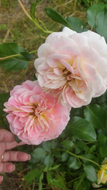 20170607_183245_000 - Trandafiri 2017