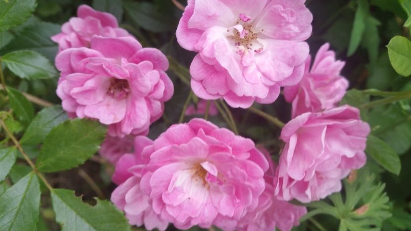 20170607_183310 - Trandafiri 2017