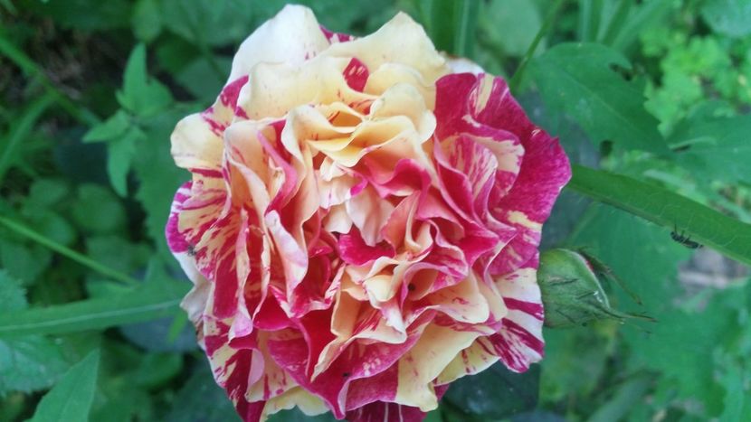 20170607_184348 - Trandafiri 2017