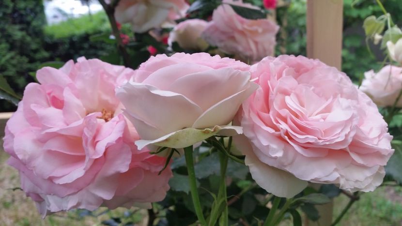 20170607_185135 - Trandafiri 2017