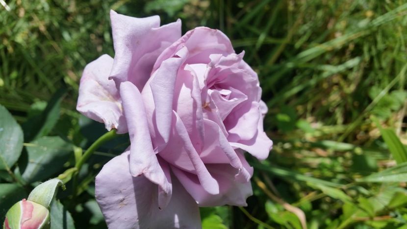 20170610_115759 - Trandafiri 2017