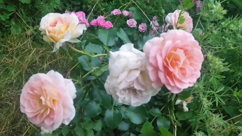 20170611_211951 - Trandafiri 2017