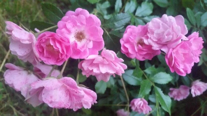 20170611_212005 - Trandafiri 2017