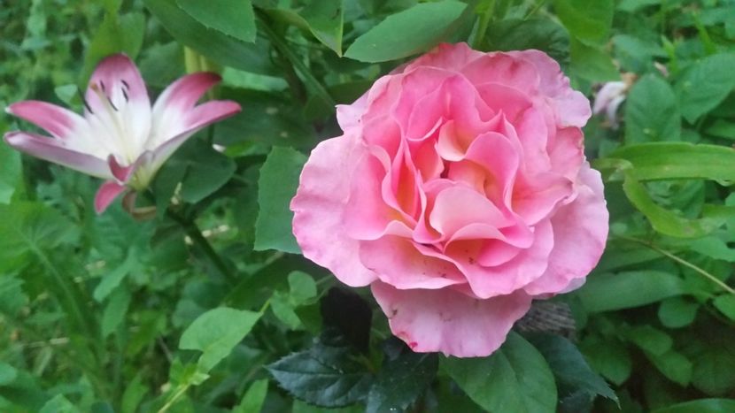 20170611_212054 - Trandafiri 2017