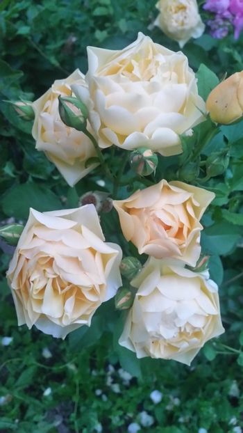 20170611_212149 - Trandafiri 2017