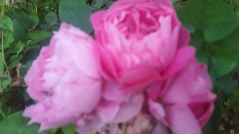 20170611_212221 - Trandafiri 2017