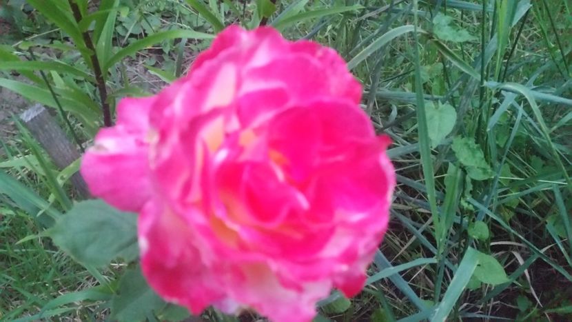 20170611_212328 - Trandafiri 2017