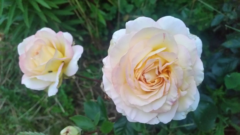 20170611_212549 - Trandafiri 2017