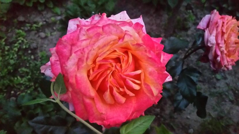 20170611_213815 - Trandafiri 2017