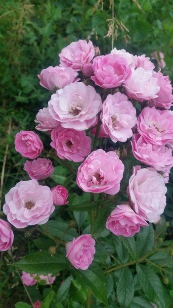 20170615_210613 - Trandafiri 2017