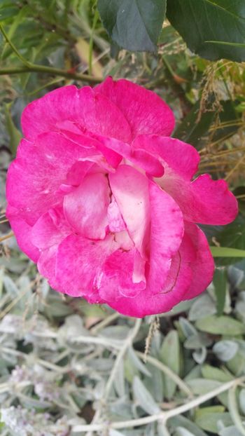 20170624_183211 - Trandafiri 2017