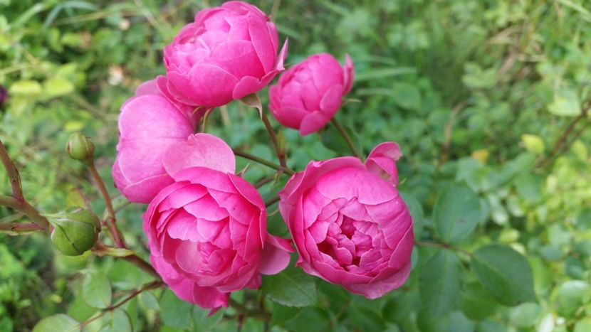 20170701_182453 - Trandafiri 2017