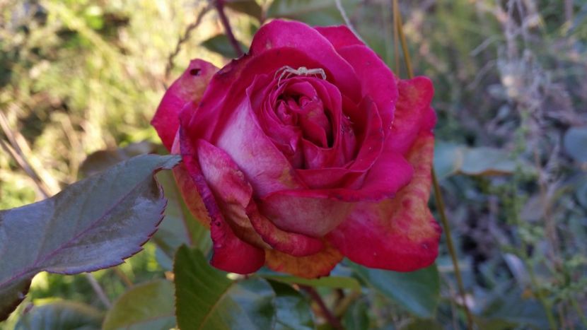 20170930_173659 - Trandafiri 2017