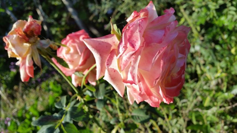 20170930_173716 - Trandafiri 2017