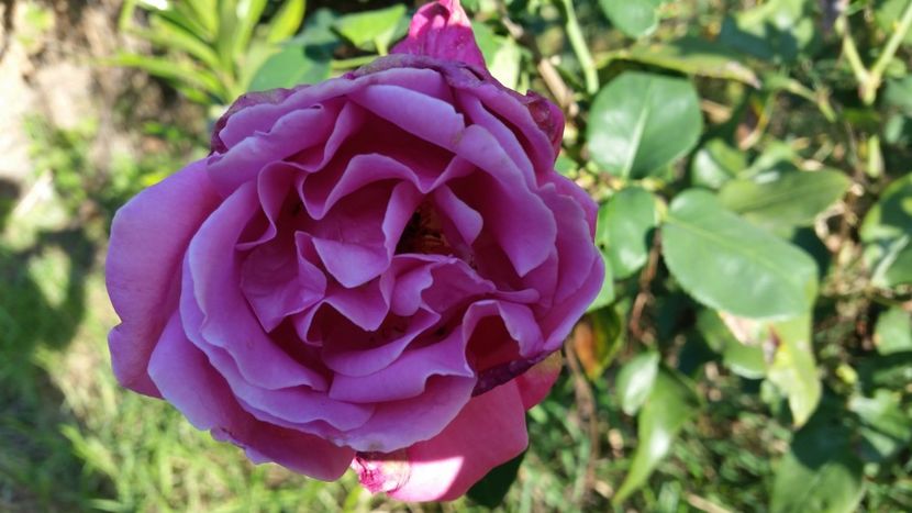 20170930_173738 - Trandafiri 2017