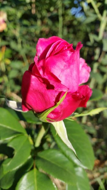 20170930_173745 - Trandafiri 2017