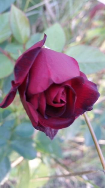 20170930_173902 - Trandafiri 2017