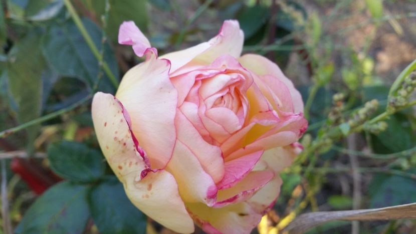 20170930_174606 - Trandafiri 2017