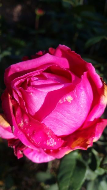 20171014_155820 - Trandafiri 2017