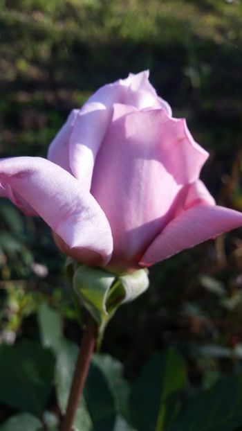 20171014_160149 - Trandafiri 2017