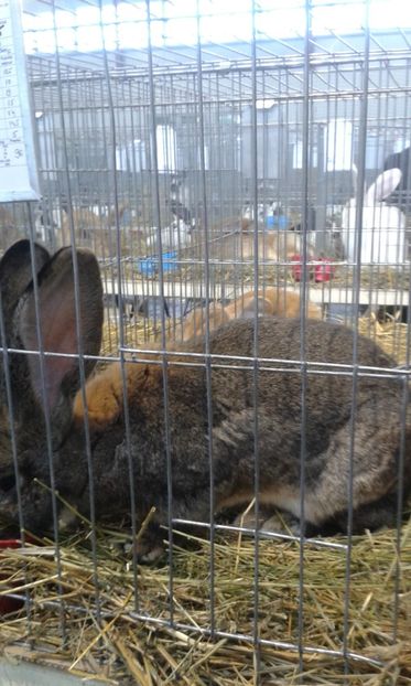  - 0 - REZ EXPO TG NEAMT IAN 2018