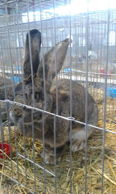  - 0 - REZ EXPO TG NEAMT IAN 2018