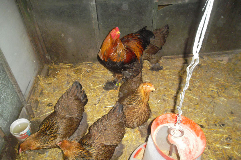 SAM_5184 - 1 aa Fam Reproductie 2018