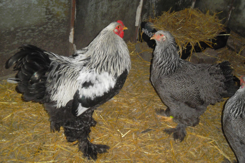 SAM_5189 - 1 aa Fam Reproductie 2018