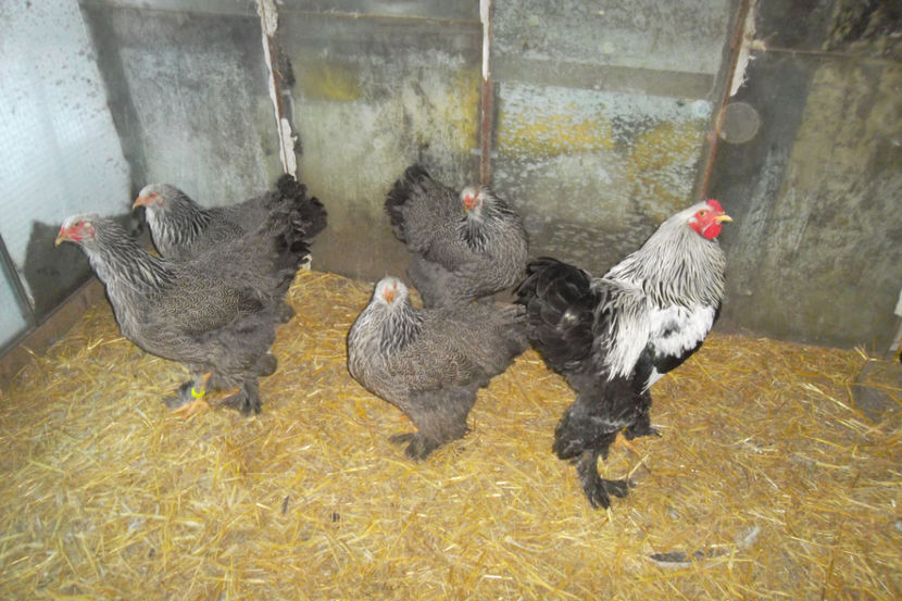 SAM_5192 - 1 aa Fam Reproductie 2018