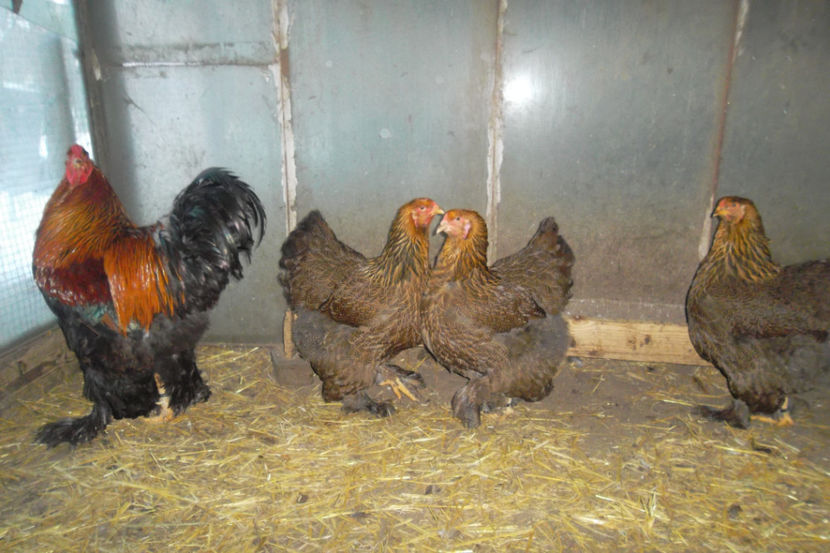 SAM_5234 - 1 aa Fam Reproductie 2018