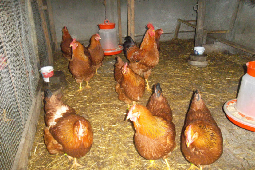 SAM_5237 - 1 aa Fam Reproductie 2018