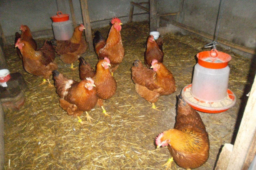 SAM_5238 - 1 aa Fam Reproductie 2018