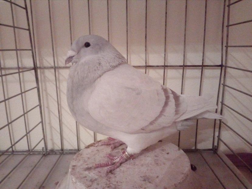 F 2017 - Arginti 2018