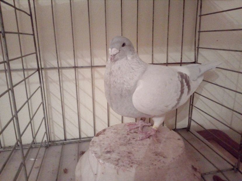 F 2012 - Arginti 2018