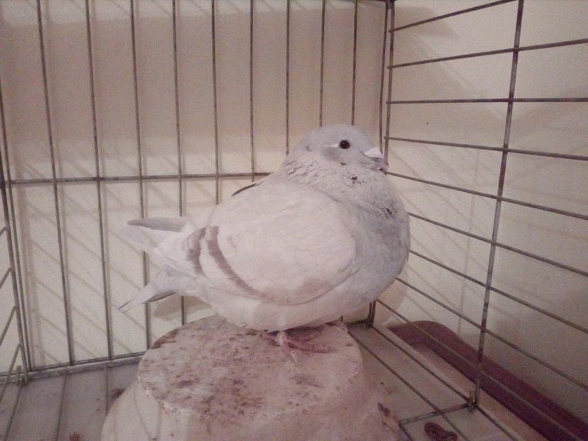 F 2017 - Arginti 2018