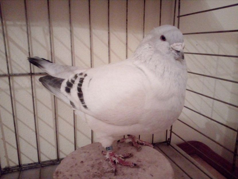 M 2013 - Albastri 2018