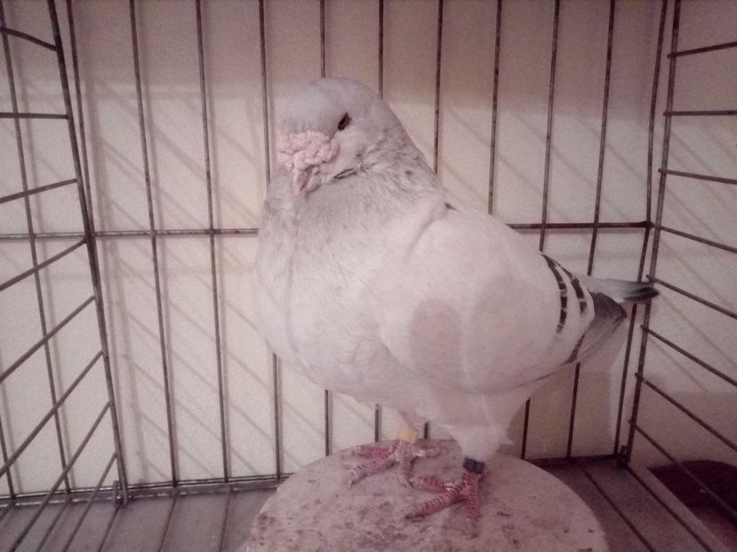 M 2013 - Albastri 2018